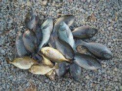 広一文字　フカセ釣りでグレ20匹に小グレ多数の釣果