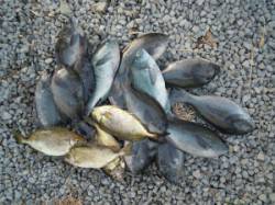 広一文字　フカセ釣りでグレ20匹に小グレ多…