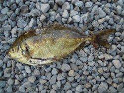 広一文字　フカセ釣りでグレ20匹に小グレ多数の釣果