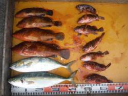 三尾の磯　ロックフィッシュでアコウ、ナブラ…