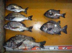 三尾の磯　ロックフィッシュでアコウ、ナブラ接近でハマチも！