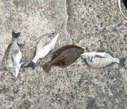 最高の釣り日和 千歳に釣行しチヌ3匹とカレイ1匹の釣果