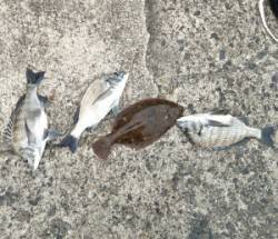 最高の釣り日和　千歳に釣行しチヌ3匹とカレ…