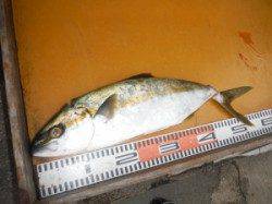 三尾の磯・白子にてショアジギング ヒラマサの釣果