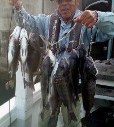 湯浅一文字、チヌ良型13枚 好調！　地磯でも良型チヌの釣果