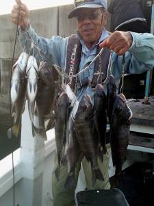 湯浅一文字、チヌ良型13枚 好調！　地磯で…