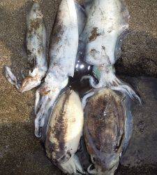 湯浅の磯 アオリイカ ヤエンでキロクラス出ました!