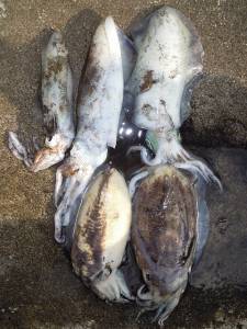 湯浅の磯 アオリイカ ヤエンでキロクラス出ました!