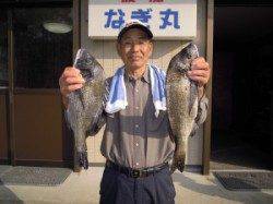 湯浅一文字、チヌ良型13枚 好調！　地磯でも良型チヌの釣果