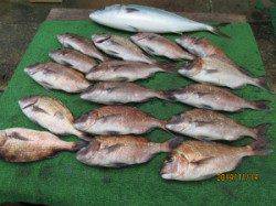 田井の海上釣り堀　メジロ・マダイの釣果