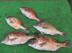 田井の海上釣り堀　メジロ・マダイの釣果