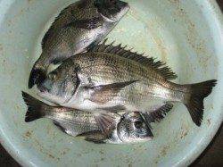 六本裏カセ　風が強く吹く中でチヌ、エサはアケミ貝です