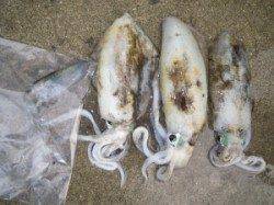 湯浅の磯・カルモ島　エギングでアオリイカ、ピンクとオレンジのエギでの釣果