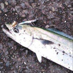 舞鶴湾内にサゴシが出没　平から佐波賀周辺二箇所探って8匹がヒット