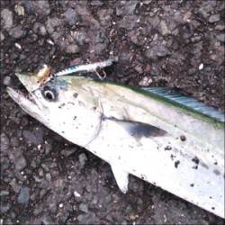 舞鶴湾内にサゴシが出没　平から佐波賀周辺二…