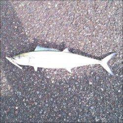 舞鶴湾内にサゴシが出没　平から佐波賀周辺二箇所探って8匹がヒット