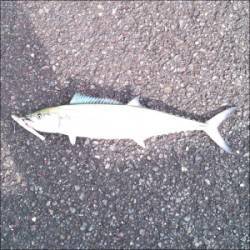 舞鶴湾内にサゴシが出没　平から佐波賀周辺二箇所探って8匹がヒット