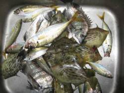 久美浜・宮崎筏　チヌ・カワハギ・アジの釣果…
