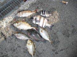 紀北初島・ナカ磯　グレ・アイゴ・サンバソウの釣果