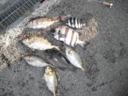 紀北初島・ナカ磯　グレ・アイゴ・サンバソウ…