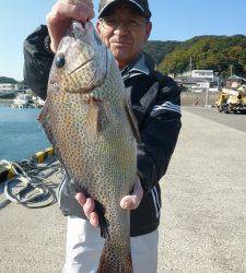 ヒラバエのカゴ釣りでグレ40cmなど☆　神谷崎ではフカセでコロダイ