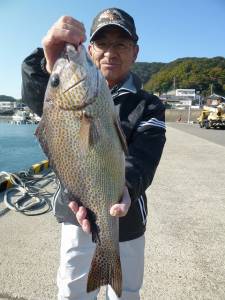ヒラバエのカゴ釣りでグレ40cmなど☆　神谷崎ではフカセでコロダイ
