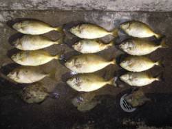 湯浅の磯　カルモ島にて酒カスをエサにアイゴ…