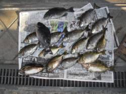 紀北初島の磯・カンゴバエ　フカセでグレとア…