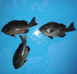 音海磯　二人でグレ30cmオーバー3匹の釣…