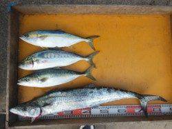 三尾の磯・茶釜　ショアジギングでサワラ・ハマチ