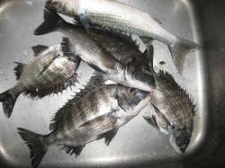 久美浜・六本裏カセ　アケミ貝でチヌ4枚