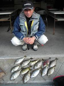 有田の磯　フカセ釣りでアイゴ＆ウマヅラ