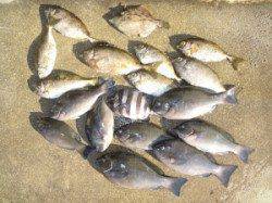 湯浅の磯　フカセでグレ・アイゴの釣果