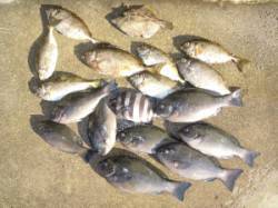 湯浅の磯　フカセでグレ・アイゴの釣果