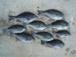 湯浅の磯　フカセでグレ・アイゴの釣果