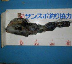 上瀬地磯　エギングでアオリイカ6パイ