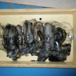 上瀬地磯　エギングでアオリイカ6パイ