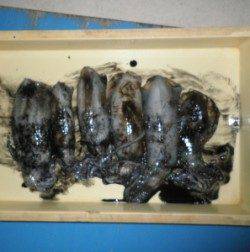 上瀬地磯　エギングでアオリイカ6パイ