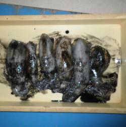 上瀬地磯　エギングでアオリイカ6パイ