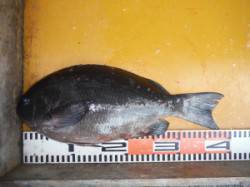 三尾の磯　超短時間の中フカセでグレ40cm…