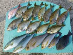 神谷　カゴ釣り・飲ませ釣りでメジロ・ハマチ…