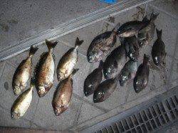 カブト磯でフカセ釣り　グレ・アイゴ好釣！