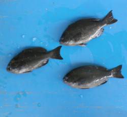 舞鶴田井の磯でグレ30cmオーバー3匹