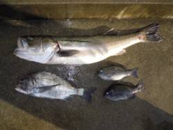 広一文字	、ルアーでスズキ85cmゲット！…