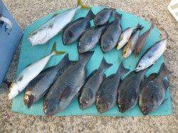 一文字でカゴ釣り　ハマチ・グレをはじめ色々つれています