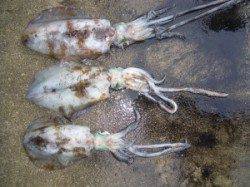 カルモ島でアオリイカ キロクラス！マゴチ60cmの嬉しい外道付き