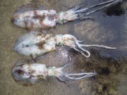 カルモ島でアオリイカ キロクラス！マゴチ6…