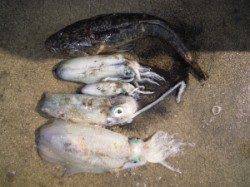 カルモ島でアオリイカ キロクラス！マゴチ60cmの嬉しい外道付き