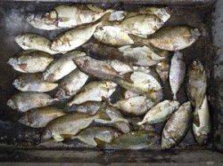 アイゴ・バリコ合計72匹爆釣！カルモ島でのフカセ釣り