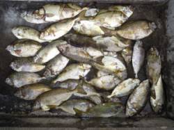 アイゴ・バリコ合計72匹爆釣！カルモ島での…